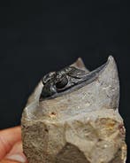 Trilobiet - Fossiele matrix - Zlichovaspis rugosa – ejemplar