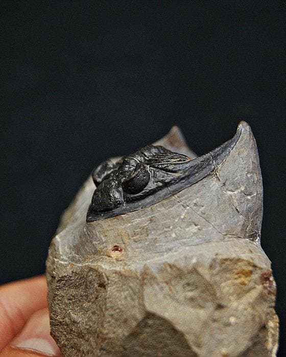 Trilobiet - Fossiele matrix - Zlichovaspis rugosa – ejemplar, Verzamelen, Mineralen en Fossielen