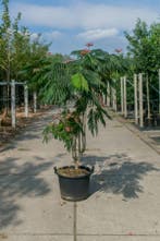 Albizia julibrissin Ombrella meerstammig, Tuin en Terras, Planten | Tuinplanten