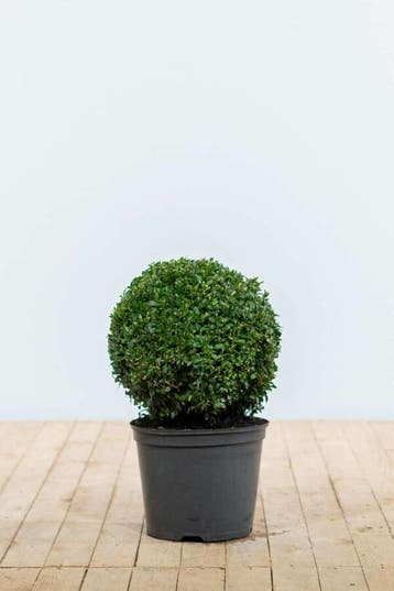 Buksbomen / Buxusbol 30-40 cm - Kluit, Tuin en Terras