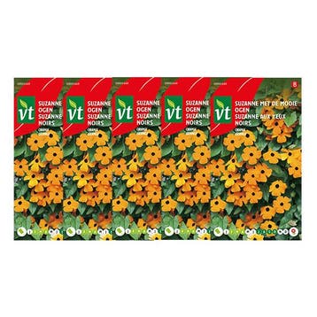 Bloemzaden Suzanne met de mooie ogen | VT | 5 stuks (Oranje), Verzenden