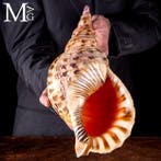 Charonia Tritonis – Reusachtige Triton uit Madagaskar Giant