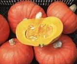 Tractor Hokkaido Bio Pompoen 50 zaden, Ophalen of Verzenden, Nieuw