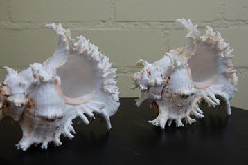 Branched Murex Sea Snail Shell Schelpdier - Chicoreus, Verzamelen, Nieuw