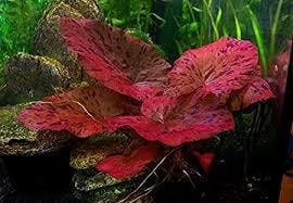 Nymphaea lotus rood - Rode tijgerlotus (Aquariumplanten), Verzenden, Nieuw, Plant(en), Steen of Hout