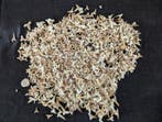 1Kg fossil shark teeth - Fossiele tand (Zonder minimumprijs), Verzamelen, Mineralen en Fossielen