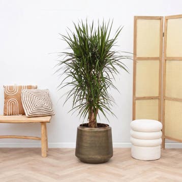 Green Bubble - Dracaena Marginata vertakt - 130cm - Ø27 cm, Ophalen of Verzenden