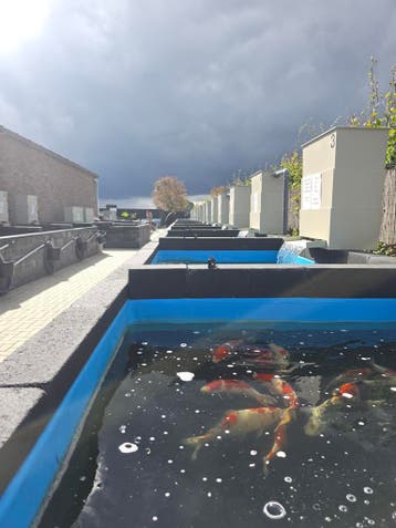 Outdoor showroom koi en vijvers | SALE TOT 50%, Dieren en Toebehoren, Karper of Koi