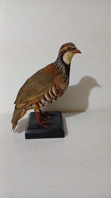 rode patrijs Taxidermie volledige montage - Alectoris rufa -, Nieuw