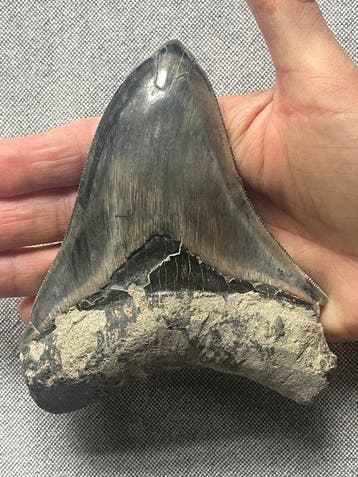 Grote Megalodon-tand 13,1 cm - Fossiele tand - Carcharocles
