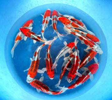 Hirasawa Marusei 27-34cm (Japanse Koi), Karper of Koi