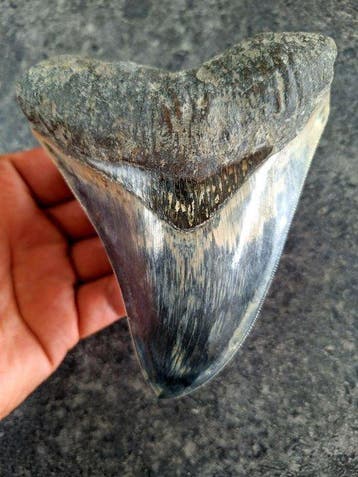 Megalodon - Fossiele tand - 13 cm - 9.8 cm