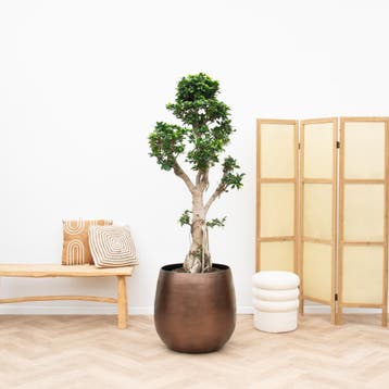 Green Bubble - Ficus Microcarpa Ginseng - 180cm - Ø45 cm, Ophalen of Verzenden