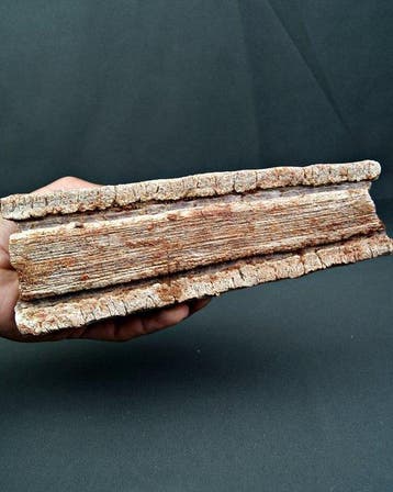 Sawfish-rostrum Museum - Fossiel fragment - Onchopristis sp.