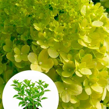 Pluimhortensia Limelight container (P17) Sierplanten, Verzenden, Hortensia, Struik