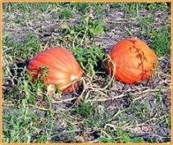 Atlantic Giant Orange Strain reuzepompoen basiseenheid, Ophalen of Verzenden, Nieuw