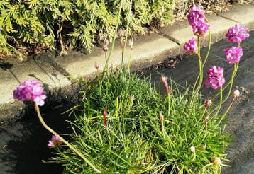 Armeria martima Splendens - Engels gras, Verzenden, Vaste plant, Overige soorten, Volle zon