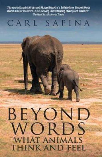 Beyond Words - Carl Safina 9780285643468, Verzenden, Gelezen, Carl Safina