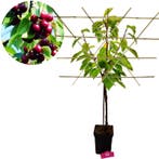 Prunus avium Kordia Kersenboom, leipakket + Pot 23cm, Verzenden, Volle zon