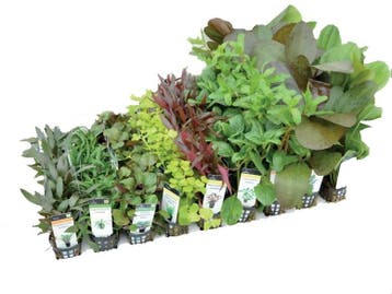 Aquariumplanten Mix 10 potten, Ophalen of Verzenden, Nieuw, Plant(en), Steen of Hout