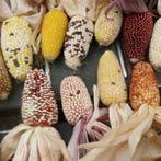 Zea Strawberry DE-lite Mini mais siermaiszaden 100 zaden, Ophalen of Verzenden, Nieuw