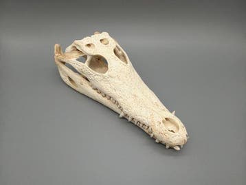 Nijlkrokodil Schedel - Crocodylus niloticus - 7 cm - 12 cm -, Nieuw