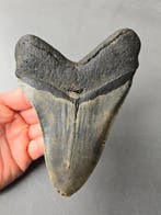 NC 6 Monster Megalodon - Fossiele tand - 153 mm - 111 mm