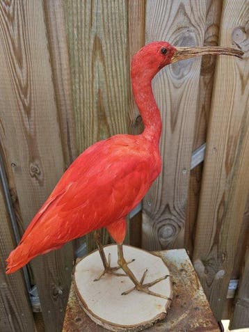 Rde Ibis Taxidermie volledige montage - Eudocimus Ruber -, Nieuw