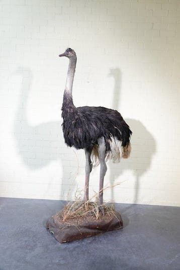 Ostrich fullmount Taxidermie wandmontage - Struthio camelus, Nieuw