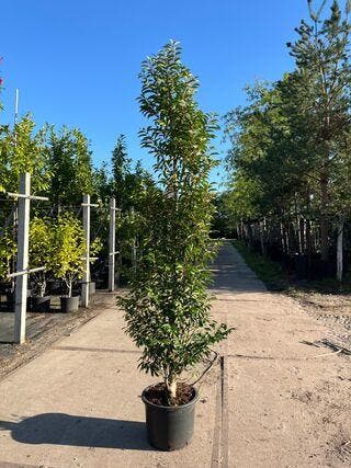 Ca. 15x Portugese laurier, Prunus Lusitanica, haagplant,