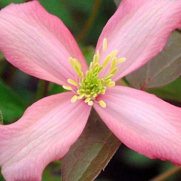 Clematis Warwickshire Rose container (C2) Sierplanten, Verzenden, Overige soorten, Struik