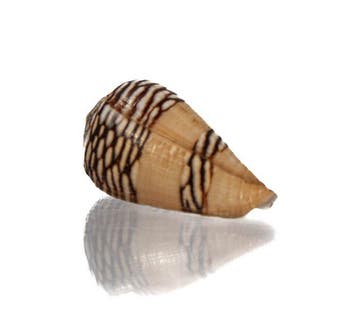 Topkwaliteit Conus mercator 33,5 mm - NGor (Senegal) -, Verzamelen, Nieuw