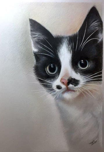 Yevhen Karpenko - Cat