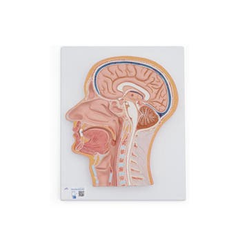 Anatomie model van het hoofd, doorsnede, 26x33x5 cm, Nieuw