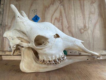 Giraf Schedel van een zoogdier - Giraffa camelopardalis - 38