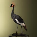 Zwarte Kroonkraanvogel Taxidermie Opgezette Dieren By Max, Ophalen of Verzenden, Nieuw, Vogel, Opgezet dier