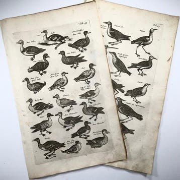 Matthäus Merian (1593-1650) - 2 folio engravings: