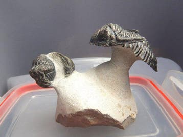 Trilobiet - Fossiel skelet - Hollardops & Phacops