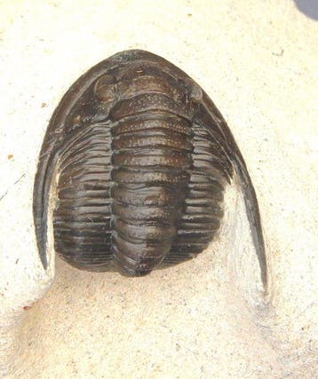 Fossiel - Fossiel skelet - Cornuproetus cornutus - 4 cm