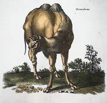 Matthäus Merian (1593-1650) - hand coloured folio, Dromedary