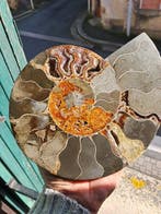 Ammoniet - Gefossiliseerd dier - Aioloceras (Cleoniceras), Verzamelen, Mineralen en Fossielen