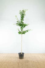 Ginkgo biloba hoogstam 6/8