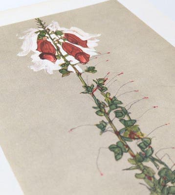 Egon Schiele (1890-1918) (after) - Roter Fingerhut (1910)