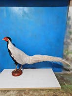 Zilveren fazant Taxidermie volledige montage - Lophura, Nieuw