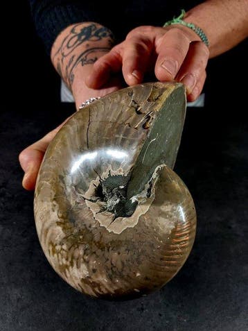 gefossiliseerde nautilus - Gefossiliseerd dier - cymatoceras, Verzamelen