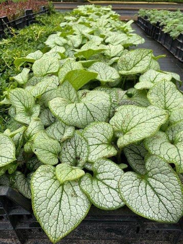 Brunnera mac. Jack Frost - Vergeet mij niet, Bodembedekkers, Vaste plant, Verzenden, Halfschaduw