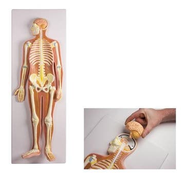 Anatomie model zenuwstelsel (90x31x12 cm), Nieuw