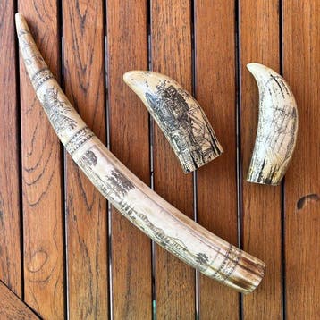 Scrimshaw Tand - Scrimshaw réplique - 47 cm - 5 cm - 6 cm -, Nieuw