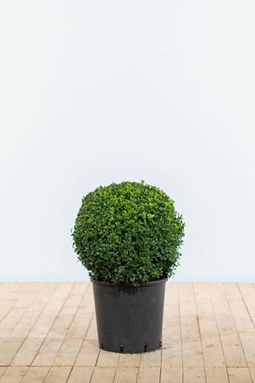 Buksbomen / Buxusbol 40-50 cm - Kluit, Tuin en Terras