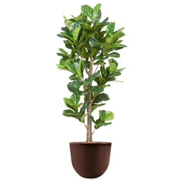 Ficus Lyrata kunstplant, H200cm, Huis en Inrichting, Ophalen of Verzenden, Overige soorten, 200 cm of meer
